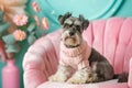 Cute Schnauzer dog posing in a vintage-style apartment