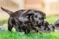 Cute schnauzer puppies playing on the lawn