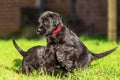 Cute schnauzer puppies playing on the lawn