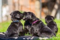 Cute schnauzer puppies playing on the lawn