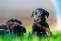 Cute schnauzer puppies playing on the lawn