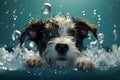 Cute schnauzer puppy bath with shampoo and bubbles in bathtub - pet shop grooming salon banner Royalty Free Stock Photo