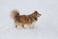 Cute scotch collie is running on a white snow in the winter park. Pet animals.