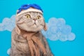 Cute Scottish cat in aviator helmet on the background of wheelbarrows Royalty Free Stock Photo