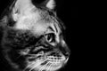 Cute scottish cat black and white animals portraits