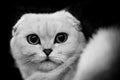 Cute scottish cat black and white animals portraits Royalty Free Stock Photo