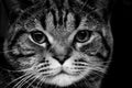 Cute scottish cat black and white animals portraits Royalty Free Stock Photo