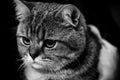 Cute scottish cat black and white animals portraits Royalty Free Stock Photo