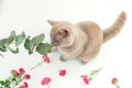 Cute scottish cat and eucaliptus on white background. Scottish cat and flowers Royalty Free Stock Photo
