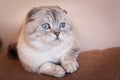 Cute Scottish cat is lying on the couch and looking away Royalty Free Stock Photo
