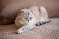 Cute Scottish cat is lying on the couch and looking away Royalty Free Stock Photo