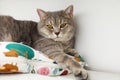 Cute Scottish cat resting on pet bed at home Royalty Free Stock Photo