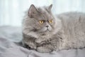 A Cute Scottish fold cat Royalty Free Stock Photo