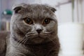 Cute scottish fold cat with amber eyes looking at camera Royalty Free Stock Photo