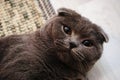 Cute Scottish Fold cat with amber eyes looking at the camera. Royalty Free Stock Photo