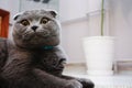 Cute Scottish Fold cat with amber eyes looking at the camera. Royalty Free Stock Photo