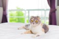 Cute Scottish Fold cat on the bed .