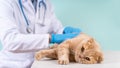 Cute scottish fold cat being examined by a pet doctor. Veterinary concept. Veterinary clinic, vet care, animal hospital banner. Royalty Free Stock Photo