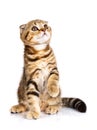 Cute Scottish fold cat bicolor stripes siting on white Royalty Free Stock Photo