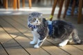 Cute Scottish fold cat breed with unique folded ear wearing blue plaid bow tie Royalty Free Stock Photo