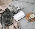 Cute Scottish Fold cat at home. Flatlay on the warm soft bed. Scandinavian style, hygge, weekend cozy concept.