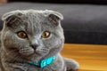 Cute scottish fold cat looking at camera close up view Royalty Free Stock Photo