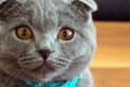 Cute scottish fold cat looking at camera close up view Royalty Free Stock Photo