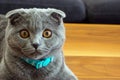 Cute scottish fold cat looking at camera close up view Royalty Free Stock Photo