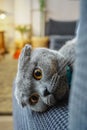 Cute scottish fold cat portrait close up view looking at camera Royalty Free Stock Photo