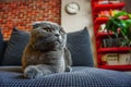 Cute Scottish fold cat portrait close up view looking at camera Royalty Free Stock Photo