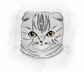 Cute scottish fold cat portrait