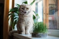 Cute Scottish fold cat sitting near catnip or cat grass grown from barley, oat, wheat or rye seeds. Cat grass is grown Royalty Free Stock Photo