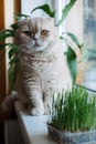 Cute Scottish fold cat sitting near catnip or cat grass grown from barley, oat, wheat or rye seeds. Cat grass is grown Royalty Free Stock Photo
