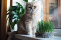 Cute Scottish fold cat sitting near catnip or cat grass grown from barley, oat, wheat or rye seeds. Cat grass is grown Royalty Free Stock Photo