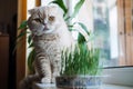 Cute Scottish fold cat sitting near catnip or cat grass grown from barley, oat, wheat or rye seeds. Cat grass is grown Royalty Free Stock Photo