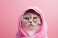 Cute scottish fold cat wrapped in a towel on pink background looking at camera. Washing pets. AI generated Royalty Free Stock Photo