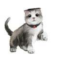 Cute Scottish fold kitten with a bell on his neck