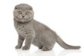 Cute Scottish fold kitten looking at the camera