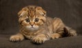 Cute scottish fold kitten lying on the bed at home Royalty Free Stock Photo