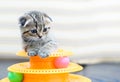 Cute Scottish fold kitten playing with a toy