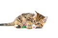 Cute Scottish fold kitten playing with a toy isolated Royalty Free Stock Photo