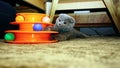 Cute scottish fold kitten playing with balls candid image