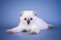 Cute scottish fold shorthair silver color point kitten with blue eyes