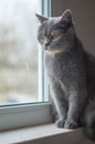 Cute Scottish gray cat sitting near window