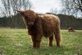 Cute scottish highland cattle standing on a grass Royalty Free Stock Photo