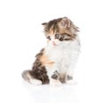 Cute Scottish kitten looking away. isolated on white background