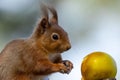 Cute,  Scottish red squirrel perched atop a tree branch, gnawing on a juicy red apple Royalty Free Stock Photo