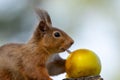 Cute,  Scottish red squirrel perched atop a tree branch, gnawing on a juicy red apple Royalty Free Stock Photo