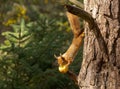 Cute,  Scottish red squirrel perched atop a tree branch, gnawing on a juicy red apple Royalty Free Stock Photo