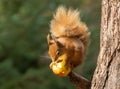 Cute,  Scottish red squirrel perched atop a tree branch, gnawing on a juicy red apple Royalty Free Stock Photo